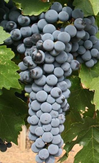 Classic Grapes 101 - Cabernet Sauvignon
