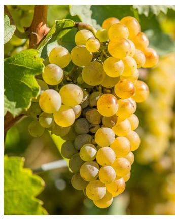CLASSIC GRAPES 101 – RIESLING