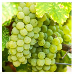 Classic Grapes 101 - Sauvignon Blanc